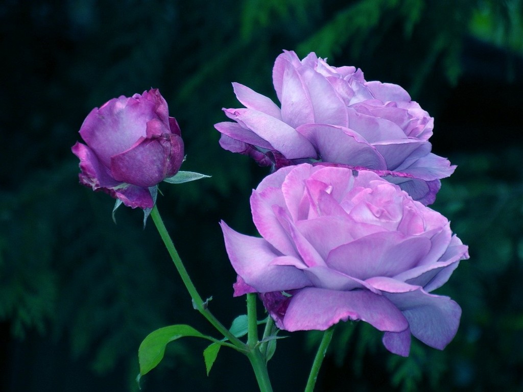 Фиолетовые Розы - обои