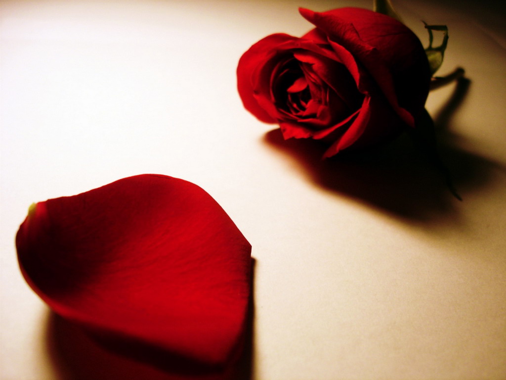 Лепесток красной розы - лучшие обои