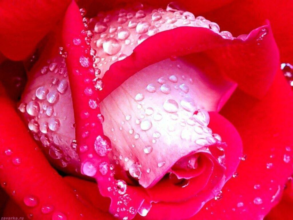 Утренняя роса алой розе - обои
