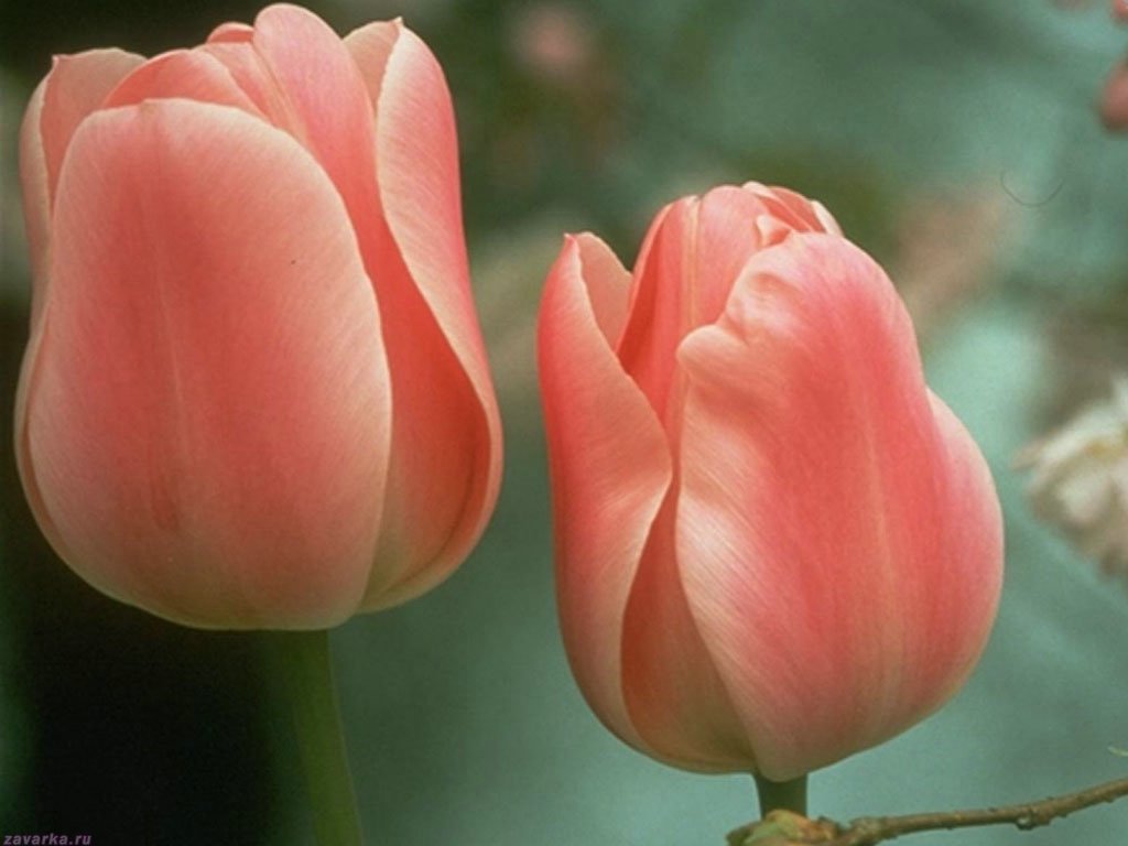 Два нежных тюльпана в клумбе - обои