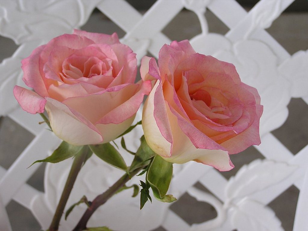 Розы для невесты - обои