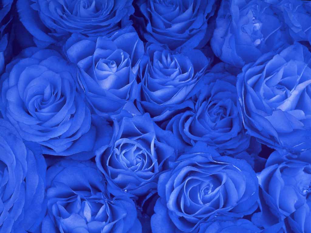 Море синих роз - обои
