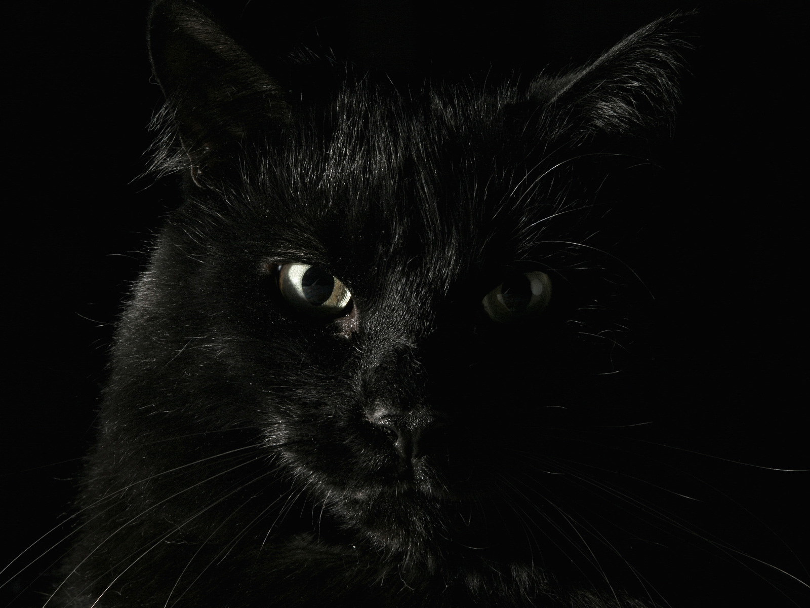 Морда чёрного кота во весь экран, фоновые рисунки на рабочий стол обои