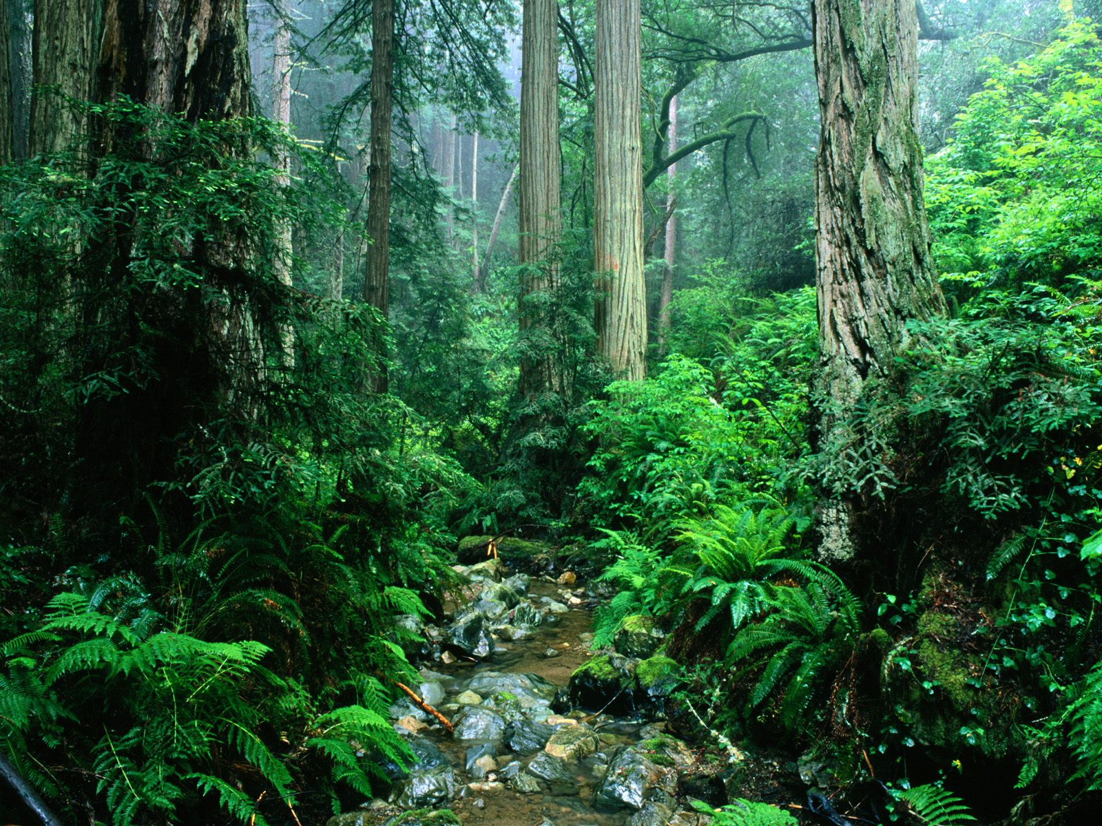 Великолепная природа в лесу - супер обои
