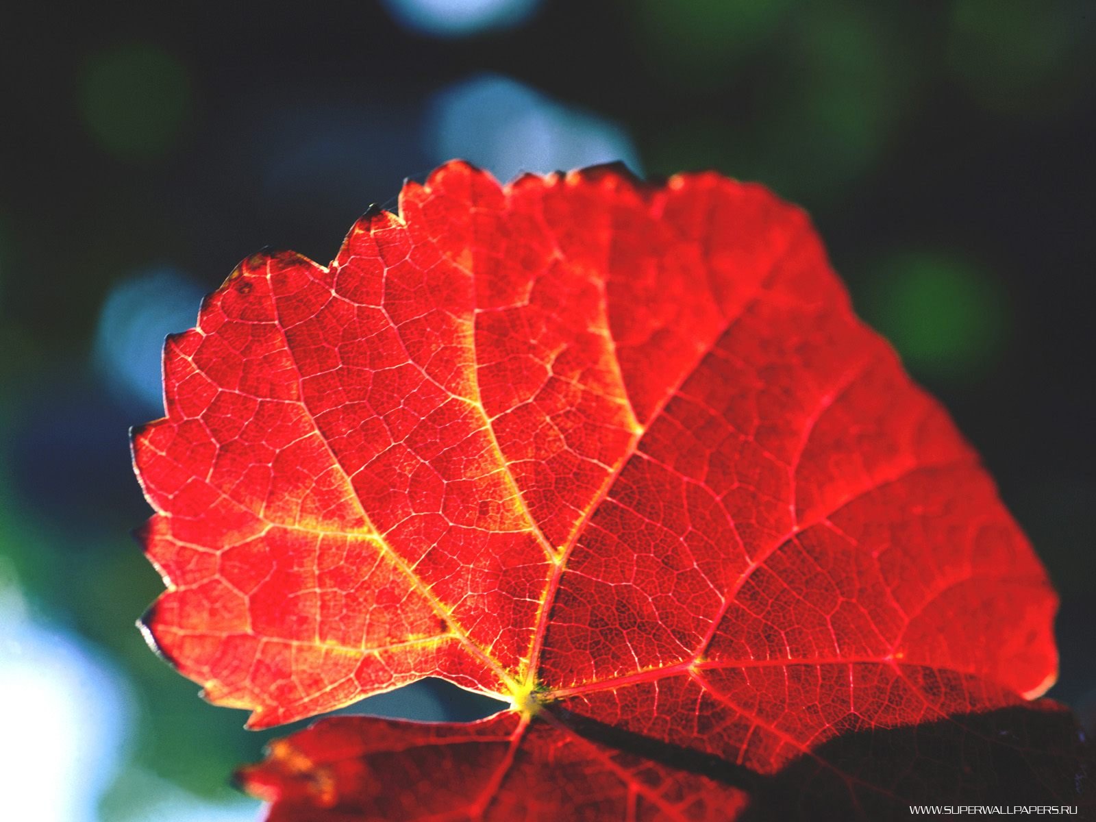 Осенняя листва в виноградниках обои