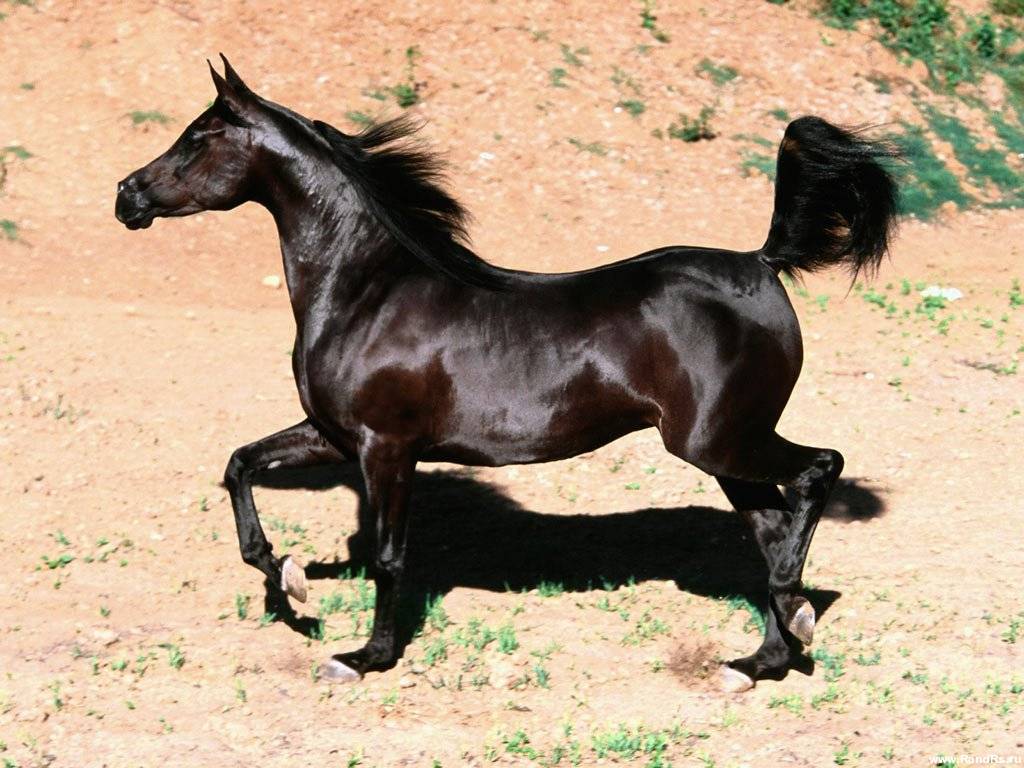 Черный Арабский конь красивый рабочий стол обои