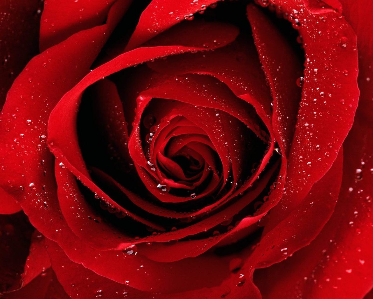 Red Rose обои