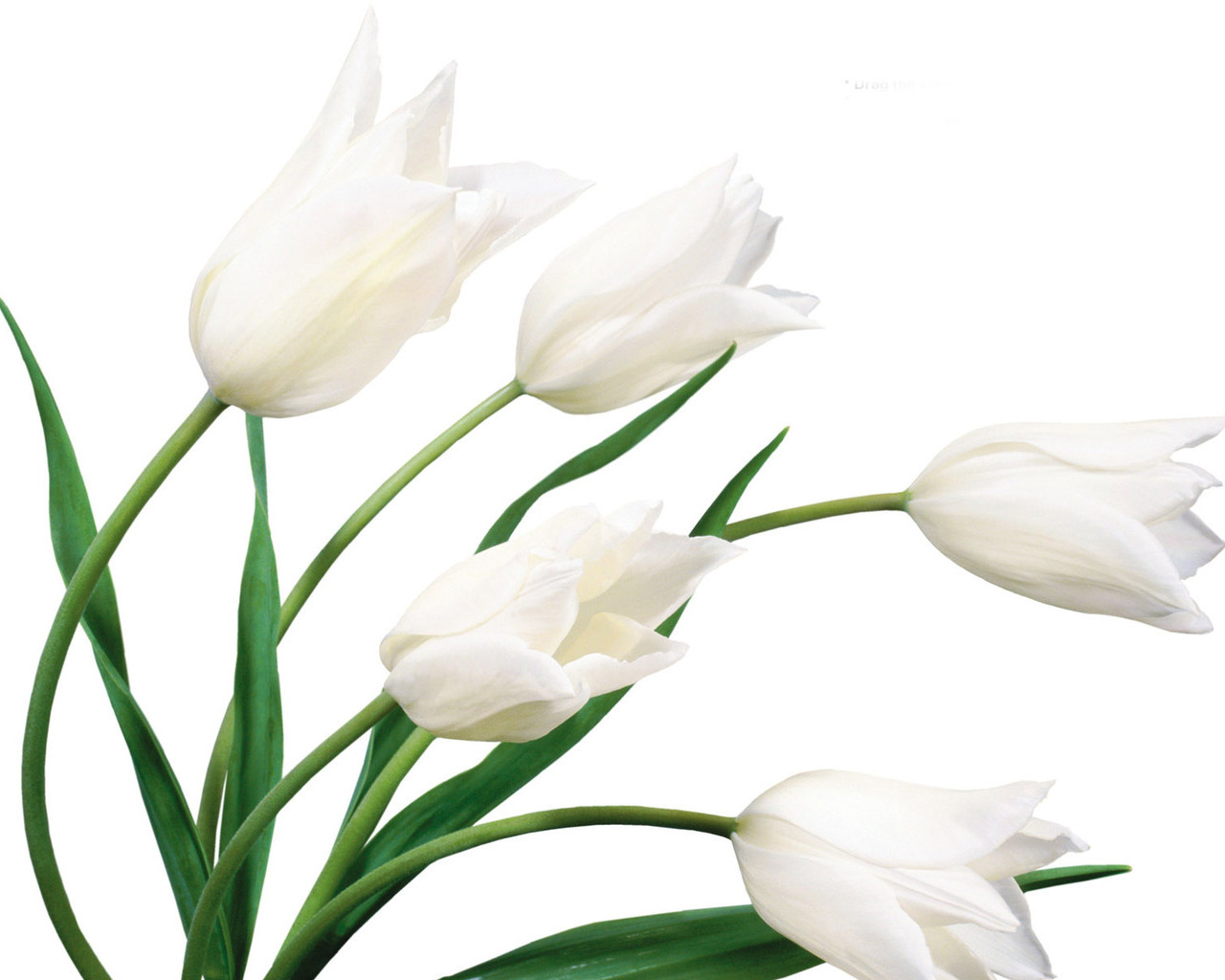 Белые тюльпаны клевые обои
