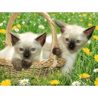 Два породистых котика в корзине - картинки и обои на рабочий стол 1024 768, животные