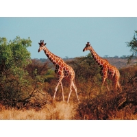 Два жирафа прогуливаются по саване - большие картинки на рабочий стол и обои, животные