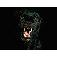 Чёрная пантера открыла рот - картинки и обои - это крутой рабочий стол, животные