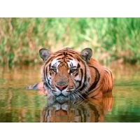 Тигр в воде - большие обои и картинки для рабочего стола, обои животные