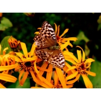 Бабочка шоколадница сидит на жёлтых цветах, картинки, заставки на рабочий стол бесплатно