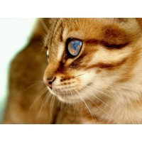 В глазах у рыжего котика только одно, картинки, обои, скачать заставку на рабочий стол