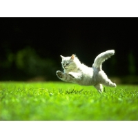 Прыжок вперёд белого забавного котика - фото на рабочий стол и картинки, животные