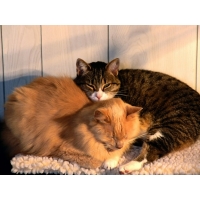Сон сладок для кошек - картинки, обои на рабочий стол широкоформатный, тема - животные