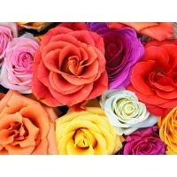 Разноцветные розы - скачать обои, гламурный рабочий стол, обои цветы