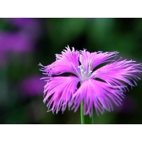Фиолетовый цветочек - картинки, скачать фоновый рисунок рабочего стола, цветы