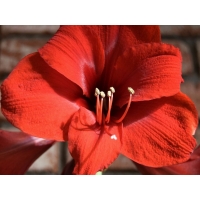 Красный цветок крупным планом - лучшие обои для рабочего стола и картинки, цветы