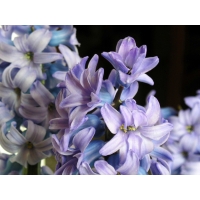 Голубые геоцинты - красивое фото на рабочий стол и картинки, обои цветы