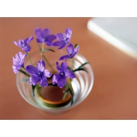 Фиалки в стакане макросъёмка - картинки и прикольные обои на рабочий стол, цветы