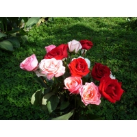 Розы на лугу в вазе - красивые обои и фото установить на рабочий стол, тема - цветы