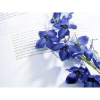 Синие цветы на письме - картинки и рисунки для рабочего стола скачать бесплатно, цветы