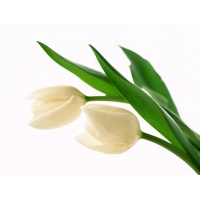 Два белых тюльпана - скачать обои, гламурный рабочий стол, обои цветы