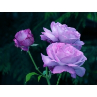 Фиолетовые Розы - картинки, скачать фоновый рисунок рабочего стола, тема - цветы