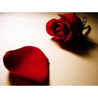 Лепесток красной розы - лучшие обои для рабочего стола и картинки, тема - цветы