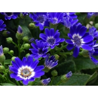 Синие маленькие цветочки - картинки и бесплатные рисунки для рабочего стола, цветы