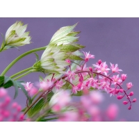 Розовые цветы - картинки и качественные обои на рабочий стол, рубрика - цветы