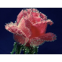 Декоративная роза - новейшие обои на рабочий стол и картинки, рубрика - цветы