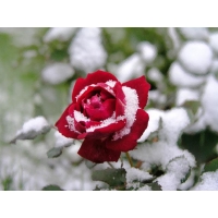 Снежная роза - фото на рабочий стол бесплатно, обои цветы