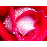 Утренняя роса алой розе - обои для рабочего стола высокого разрешения, тема - цветы