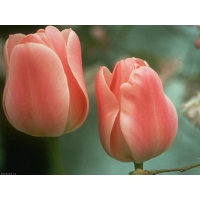 Два нежных тюльпана в клумбе - заставки на рабочий стол и прикольные картинки, цветы