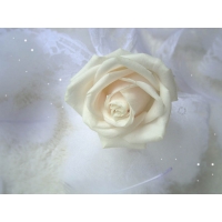 Белоснежная роза - скачать картинки бесплатные для компа, обои цветы