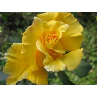 Жёлтый ирис - фото на комп и обои, обои цветы