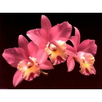 Розовый ирис-касатик - скачать бесплатные обои и картинки, обои цветы