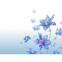 Синие незабудки - скачать обои для рабочего стола и фото, обои цветы