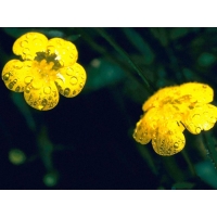 Жёлтый луговой цветок - обои, картинки и фото скачать бесплатно, рубрика - цветы