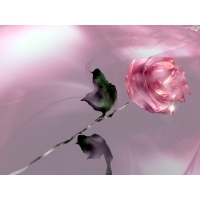 Роза в воде - бесплатные картинки и обои на рабочий стол, обои цветы