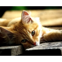 рыжий котик с печальными глазами, картинки на рабочий стол и обои