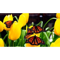 Butterflies,     