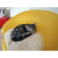 Котёнок в кошачьем домике спит, картинки и обои, смена рабочего стола