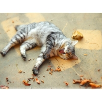 Наглый зевающий кот развалился прямо в листве на асфальте, картинки и обои, поменять рабочий стол