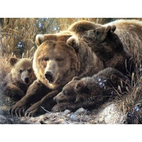 Медвежья семья, фотообои для рабочего стола и картинки