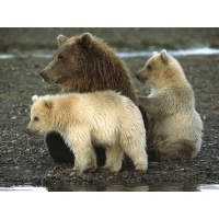 Медвежья семья, картинки и прикольные обои на рабочий стол