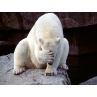 Белый медведь закрывает морду лапой - обои прикол, картинки и обои, изменить рабочий стол