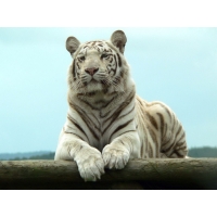 Белый тигр, широкоформатные обои и большие картинки